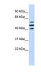 HSPB1 Associated Protein 1 antibody, NBP1-80027, Novus Biologicals, Western Blot image 
