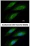 Iron-Sulfur Cluster Assembly Enzyme antibody, PA5-30470, Invitrogen Antibodies, Immunofluorescence image 