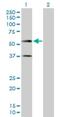 Cell adhesion molecule 1 antibody, H00023705-D01P, Novus Biologicals, Western Blot image 