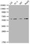 Intercellular Adhesion Molecule 3 antibody, CSB-PA010951LA01HU, Cusabio, Western Blot image 