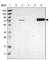 Long-chain-fatty-acid--CoA ligase 1 antibody, HPA011316, Atlas Antibodies, Western Blot image 