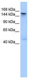 Testis Expressed 14, Intercellular Bridge Forming Factor antibody, TA335438, Origene, Western Blot image 
