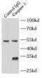 Caspase 3 antibody, FNab01289, FineTest, Immunoprecipitation image 