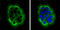 Laminin Subunit Beta 3 antibody, GTX103736, GeneTex, Immunocytochemistry image 