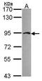 Junction Plakoglobin antibody, PA5-29930, Invitrogen Antibodies, Western Blot image 