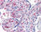 Calcium-binding protein 39-like antibody, 51-594, ProSci, Immunohistochemistry frozen image 