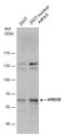 AT-Rich Interaction Domain 3B antibody, GTX129352, GeneTex, Western Blot image 