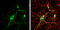 Somatostatin Receptor 3 antibody, GTX130114, GeneTex, Immunofluorescence image 
