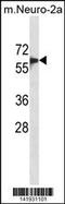 SMAD Family Member 6 antibody, 60-919, ProSci, Western Blot image 