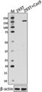 Cas9 antibody, 698302, BioLegend, Western Blot image 