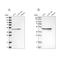 Fumarate Hydratase antibody, NBP1-89813, Novus Biologicals, Western Blot image 