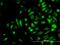 NME/NM23 Nucleoside Diphosphate Kinase 2 antibody, H00004831-M06, Novus Biologicals, Immunofluorescence image 