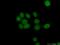 Poly(A) Polymerase Gamma antibody, 24284-1-AP, Proteintech Group, Immunofluorescence image 