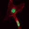 SWI/SNF Related, Matrix Associated, Actin Dependent Regulator Of Chromatin Subfamily C Member 1 antibody, PA5-19505, Invitrogen Antibodies, Immunofluorescence image 