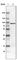 Cysteinyl-TRNA Synthetase antibody, AMAb90973, Atlas Antibodies, Western Blot image 