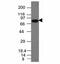 CD86 antibody, 33-495, ProSci, Western Blot image 