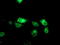 Tryptase Gamma 1 antibody, M14320-1, Boster Biological Technology, Immunofluorescence image 