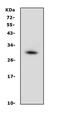 Prohibitin antibody, PA1932, Boster Biological Technology, Western Blot image 