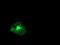 Regulator Of G Protein Signaling 16 antibody, NBP2-01584, Novus Biologicals, Immunofluorescence image 