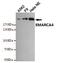 SWI/SNF Related, Matrix Associated, Actin Dependent Regulator Of Chromatin, Subfamily A, Member 4 antibody, GTX66842, GeneTex, Western Blot image 