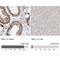 Myocardin Related Transcription Factor A antibody, NBP1-88498, Novus Biologicals, Immunohistochemistry paraffin image 