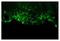 Cre Recombinase antibody, NB100-56133F, Novus Biologicals, Immunohistochemistry paraffin image 