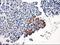 TBC1 Domain Family Member 21 antibody, LS-C173429, Lifespan Biosciences, Immunohistochemistry paraffin image 