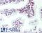 Zinc Finger MYM-Type Containing 6 antibody, LS-B11493, Lifespan Biosciences, Immunohistochemistry paraffin image 