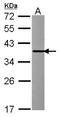 Indolethylamine N-Methyltransferase antibody, NBP2-16967, Novus Biologicals, Western Blot image 