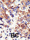Ubiquilin 2 antibody, abx031564, Abbexa, Immunohistochemistry frozen image 
