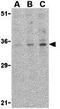 C1q And TNF Related 4 antibody, GTX85504, GeneTex, Western Blot image 