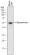 Kynureninase antibody, MAB7389, R&D Systems, Western Blot image 