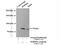 Sorbin And SH3 Domain Containing 1 antibody, 13854-1-AP, Proteintech Group, Immunoprecipitation image 