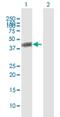 Branched Chain Keto Acid Dehydrogenase E1 Subunit Alpha antibody, H00000593-B01P, Novus Biologicals, Western Blot image 