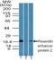 Presenilin Enhancer, Gamma-Secretase Subunit antibody, PA5-23447, Invitrogen Antibodies, Western Blot image 