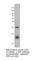 NME/NM23 Nucleoside Diphosphate Kinase 1 antibody, NDKA-101AP, FabGennix, Western Blot image 