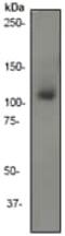 Phosphatidylinositol-4,5-Bisphosphate 3-Kinase Catalytic Subunit Alpha antibody, ab40776, Abcam, Western Blot image 