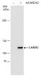 NLR family CARD domain-containing protein 4 antibody, GTX631645, GeneTex, Western Blot image 