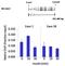 STAT3 antibody, MA1-13042, Invitrogen Antibodies, Chromatin Immunoprecipitation image 