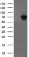 ALX Homeobox 4 antibody, NBP2-45490, Novus Biologicals, Western Blot image 
