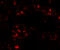FAD Dependent Oxidoreductase Domain Containing 2 antibody, 6761, ProSci, Immunofluorescence image 