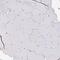 Timeless Circadian Regulator antibody, PA5-63886, Invitrogen Antibodies, Immunohistochemistry paraffin image 
