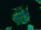ATP Synthase Inhibitory Factor Subunit 1 antibody, 12067-1-AP, Proteintech Group, Immunofluorescence image 