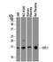 Coactosin Like F-Actin Binding Protein 1 antibody, AF7865, R&D Systems, Western Blot image 