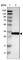 Caspase 6 antibody, HPA011337, Atlas Antibodies, Western Blot image 