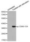 Cyclin Dependent Kinase 6 antibody, abx000340, Abbexa, Western Blot image 