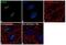 H2A Histone Family Member X antibody, 701953, Invitrogen Antibodies, Immunocytochemistry image 