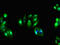 Syndecan 4 antibody, LS-C679417, Lifespan Biosciences, Immunofluorescence image 