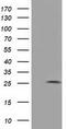 Adenylate Kinase 3 antibody, TA501834, Origene, Western Blot image 