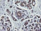 Mitogen-Activated Protein Kinase 9 antibody, LS-C174557, Lifespan Biosciences, Immunohistochemistry paraffin image 
